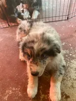 Shadow, a male Australian Shepherd for sale in Higgins Lake, MI – 3 of 6