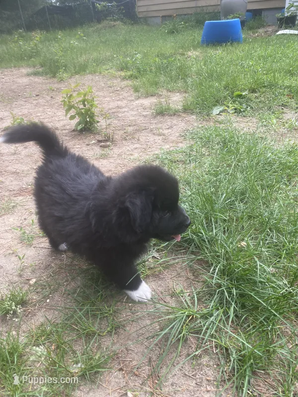 Duke – Australian Shepherd puppy for sale in Higgins Lake, MI