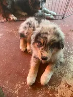 Shadow, a male Australian Shepherd for sale in Higgins Lake, MI – 4 of 6