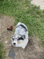 Missy, a female Australian Shepherd for sale in Higgins Lake, MI – 6 of 8