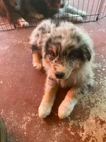 Shadow, a male Australian Shepherd for sale in Higgins Lake, MI – 2 of 6