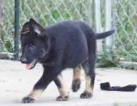 Pink Collar, a female German Shepherd Dog for sale in Strasburg, OH – 4 of 6