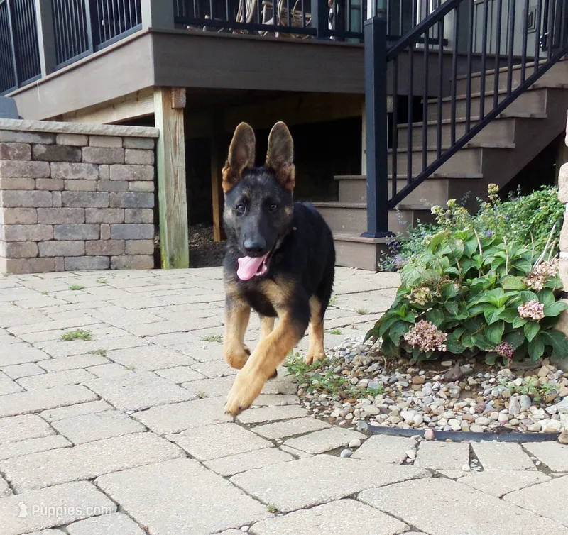 Oakley – German Shepherd Dog puppy for sale in Strasburg, OH