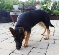 Oakley, a female German Shepherd Dog for sale in Strasburg, OH – 2 of 10