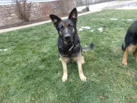 Seelia, a female German Shepherd Dog for sale in Strasburg, OH – 5 of 5