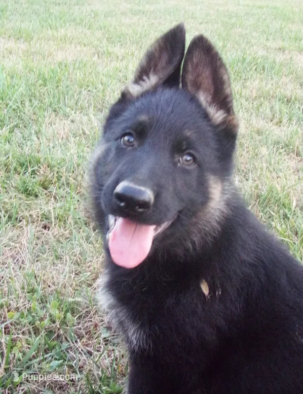 Green Collar – German Shepherd Dog puppy for sale in Strasburg, OH