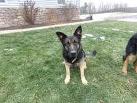 Shilo, a female German Shepherd Dog for sale in Strasburg, OH – 5 of 5