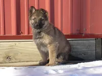 Casper, a male German Shepherd Dog for sale in Strasburg, OH – Photo 2 of 4