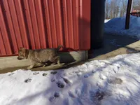 Casper, a male German Shepherd Dog for sale in Strasburg, OH – Photo 4 of 4