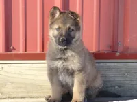 Casper, a male German Shepherd Dog for sale in Strasburg, OH – Photo 1 of 4