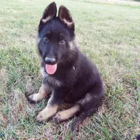 Green Collar, a male German Shepherd Dog for sale in Strasburg, OH – 4 of 7