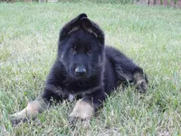 Purple Collar, a female German Shepherd Dog for sale in Strasburg, OH – 3 of 6