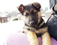 Bailey , a female German Shepherd Dog for sale in Strasburg, OH – Photo 2 of 3