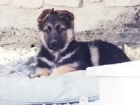 Bailey , a female German Shepherd Dog for sale in Strasburg, OH – Photo 3 of 3