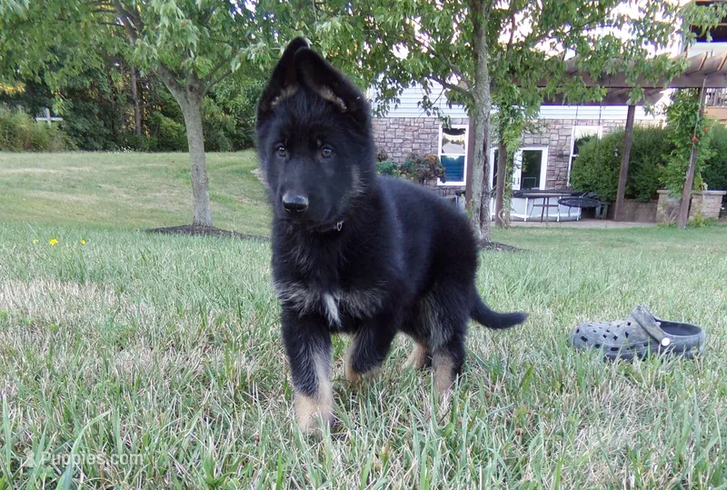 Purple Collar – German Shepherd Dog puppy for sale in Strasburg, OH
