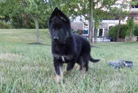Purple Collar, a female German Shepherd Dog for sale in Strasburg, OH – 1 of 6