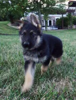 Red Collar, a male German Shepherd Dog for sale in Strasburg, OH – 4 of 6