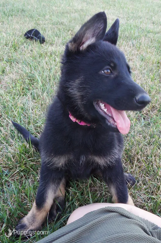 Pink Collar – German Shepherd Dog puppy for sale in Strasburg, OH