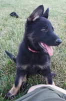 Pink Collar, a female German Shepherd Dog for sale in Strasburg, OH – 1 of 6