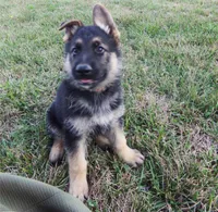Red Collar, a male German Shepherd Dog for sale in Strasburg, OH – 2 of 6