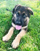 Shilo, a female German Shepherd Dog for sale in Strasburg, OH – 3 of 5