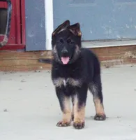 Sky Blue Collar, a female German Shepherd Dog for sale in Strasburg, OH – 3 of 7