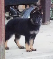 Sky Blue Collar, a female German Shepherd Dog for sale in Strasburg, OH – 4 of 7