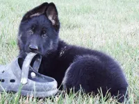 Purple Collar, a female German Shepherd Dog for sale in Strasburg, OH – 4 of 6