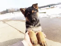 Camile, a female German Shepherd Dog for sale in Strasburg, OH – Photo 1 of 3