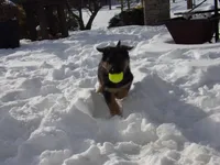Bluebelle , a female German Shepherd Dog for sale in Strasburg, OH – Photo 6 of 8