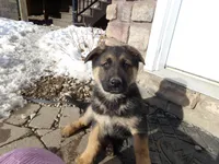 Bluebelle , a female German Shepherd Dog for sale in Strasburg, OH – Photo 3 of 8