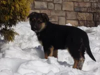 Bluebelle , a female German Shepherd Dog for sale in Strasburg, OH – Photo 1 of 8
