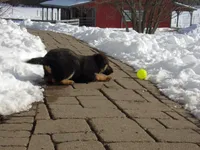 Bluebelle , a female German Shepherd Dog for sale in Strasburg, OH – Photo 5 of 8