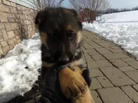 Bluebelle , a female German Shepherd Dog for sale in Strasburg, OH – Photo 2 of 8