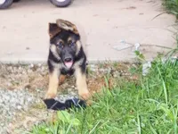 Black Collar, a male German Shepherd Dog for sale in Strasburg, OH – 2 of 7