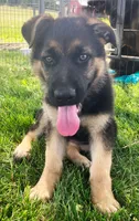 Shilo, a female German Shepherd Dog for sale in Strasburg, OH – 1 of 5