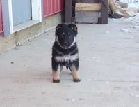 Carley, a female German Shepherd Dog for sale in Strasburg, OH – Photo 1 of 3