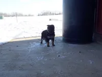 Carley, a female German Shepherd Dog for sale in Strasburg, OH – Photo 2 of 3