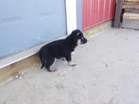 Carley, a female German Shepherd Dog for sale in Strasburg, OH – Photo 3 of 3