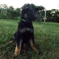 Sky Blue Collar, a female German Shepherd Dog for sale in Strasburg, OH – 5 of 7