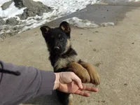 Chloe, a female German Shepherd Dog for sale in Strasburg, OH – Photo 3 of 3