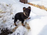 Chloe, a female German Shepherd Dog for sale in Strasburg, OH – Photo 2 of 3