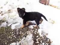 Chloe, a female German Shepherd Dog for sale in Strasburg, OH – Photo 1 of 3