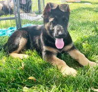Seelia, a female German Shepherd Dog for sale in Strasburg, OH – 2 of 5