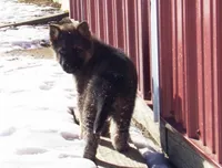 Carter, a male German Shepherd Dog for sale in Strasburg, OH – Photo 2 of 3