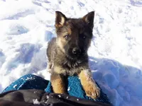 Carter, a male German Shepherd Dog for sale in Strasburg, OH – Photo 1 of 3