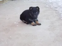 Cyan, a male German Shepherd Dog for sale in Strasburg, OH – Photo 3 of 3