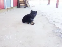 Cyan, a male German Shepherd Dog for sale in Strasburg, OH – Photo 1 of 3