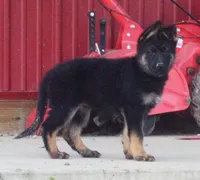 Sky Blue Collar, a female German Shepherd Dog for sale in Strasburg, OH – 2 of 7