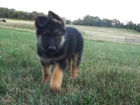 Black Collar, a male German Shepherd Dog for sale in Strasburg, OH – 1 of 7